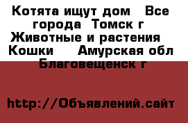 Котята ищут дом - Все города, Томск г. Животные и растения » Кошки   . Амурская обл.,Благовещенск г.